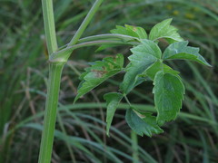 Ostericum palustre