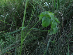 Ostericum palustre