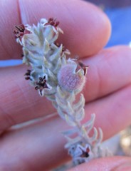 Phylica willdenowiana