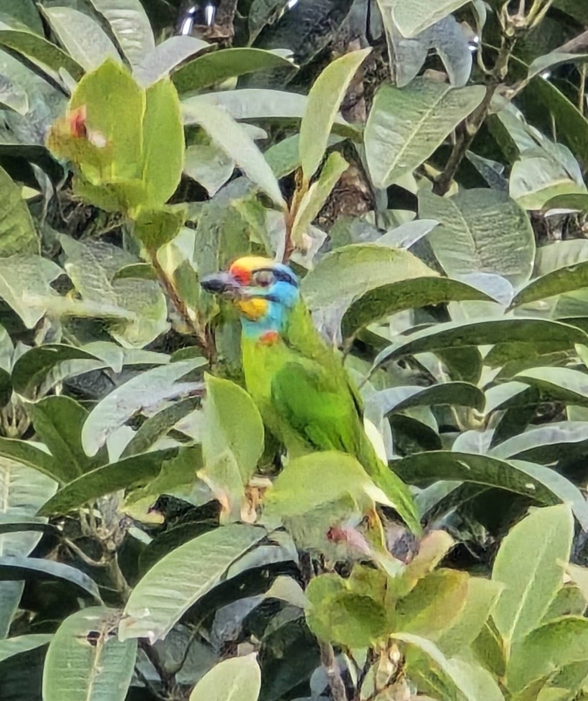 Black-browed Barbet