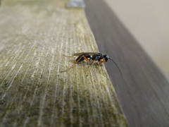Auplopus mellipes