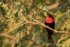 Chalcomitra senegalensis gutturalis