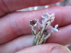 Phylica willdenowiana