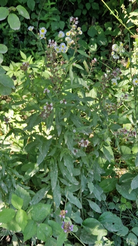 Image of Lysimachia dubia by (c) Алена Ручка, some rights reserved (CC BY)