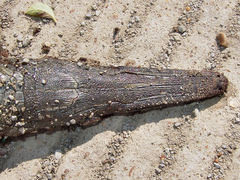 Atractosteus spatula