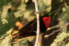 Chalcomitra senegalensis gutturalis