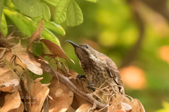 Chalcomitra senegalensis gutturalis