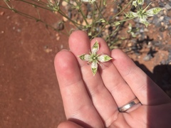 Frasera albomarginata