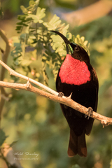 Chalcomitra senegalensis gutturalis