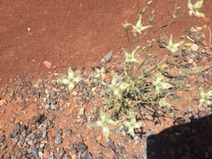 Frasera albomarginata