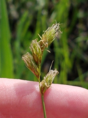 Carex bicknellii