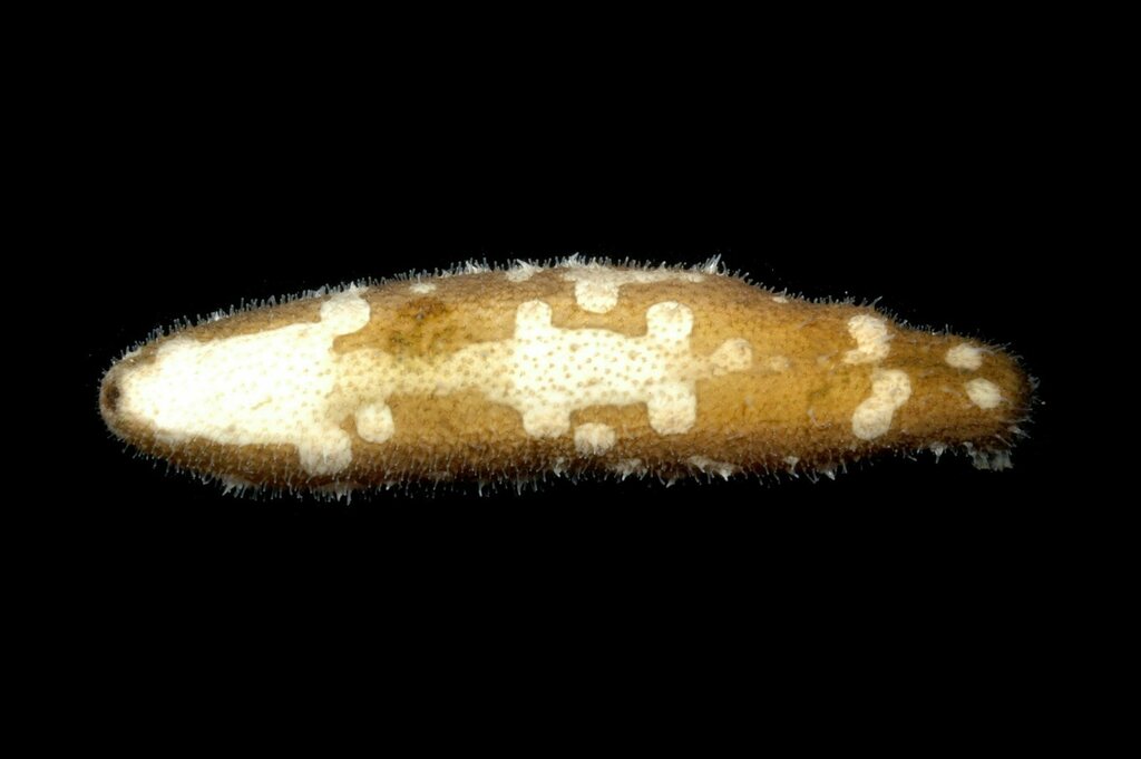 Brown Sandfish