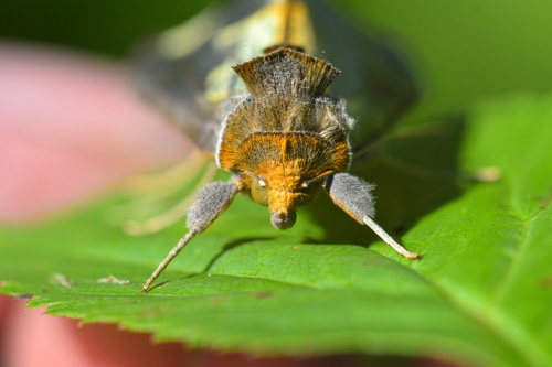 Hologram Moth photo 2