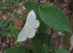 Scopula floslactata