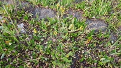 Sisymbrium officinale