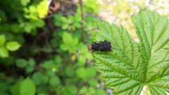 Platyrhinus resinosus