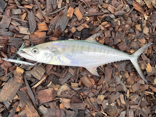 Broadbarred mackerel (Scomberomorus semifasciatus) — Scombridae — 3