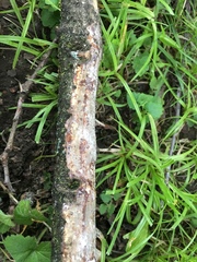 Vuilleminia comedens