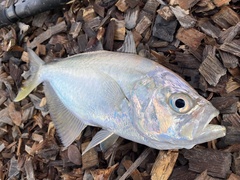 False Trevally photo 3