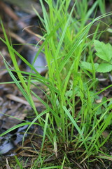 Carex tribuloides