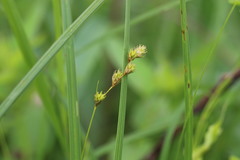 Carex tenera