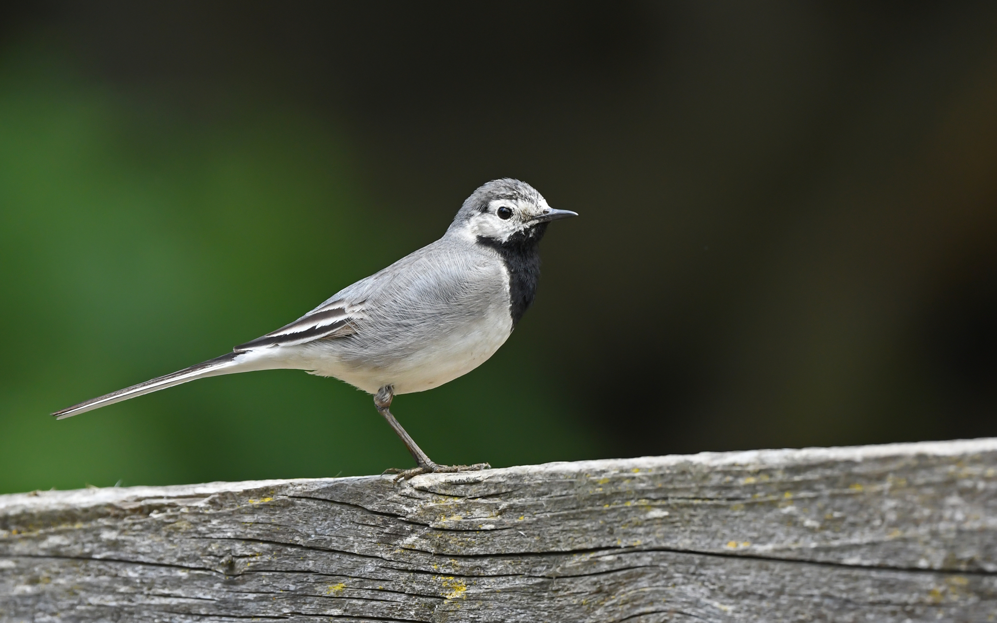 Pied Wagtail/White Wagtail (Motacilla alba)