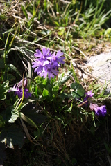 Primula glutinosa