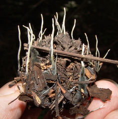 Xylaria liquidambar