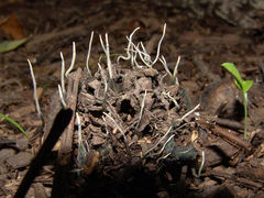 Xylaria liquidambar