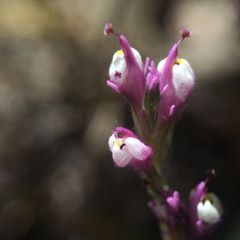 Castilleja densiflora