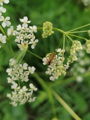 Cantharis decipiens