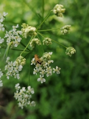 Cantharis decipiens