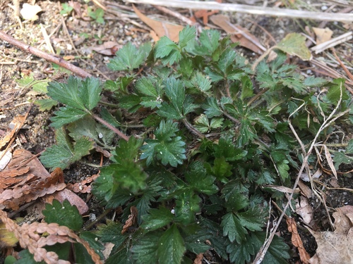 Potentilla indica