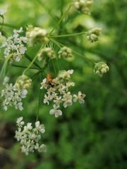 Cantharis decipiens