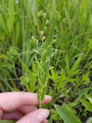 Dichanthelium leibergii