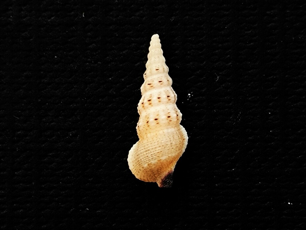 Cerithium rostratum