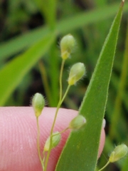 Dichanthelium leibergii