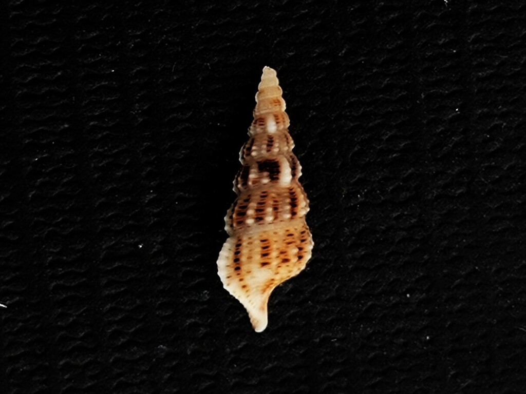Cerithium rostratum