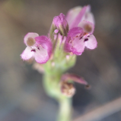Castilleja densiflora