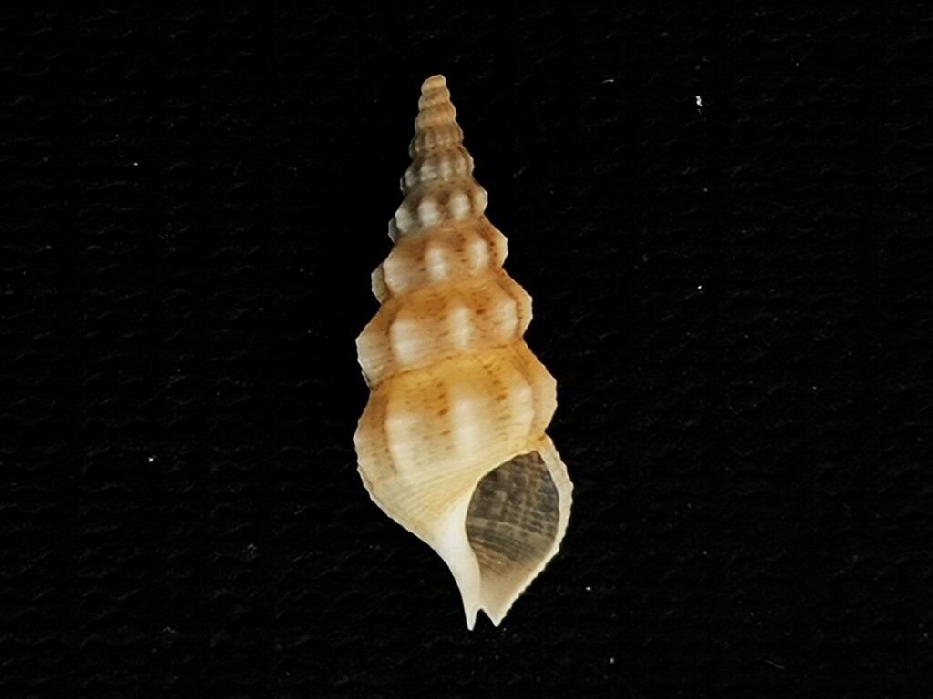 Cerithium citrinum