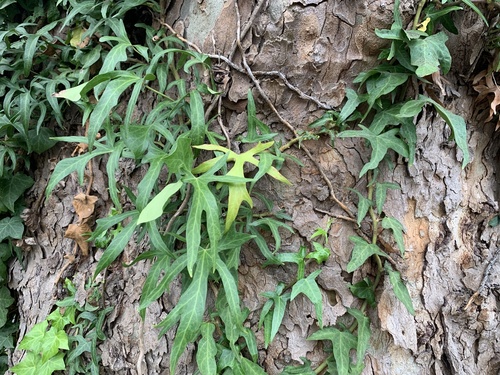 Hedera helix