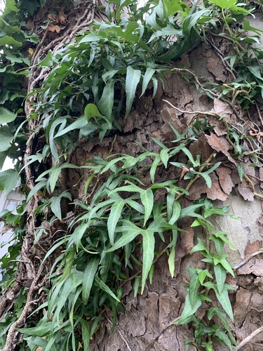 Hedera helix
