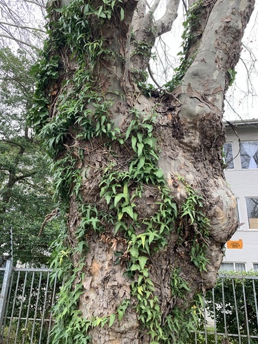Hedera helix