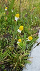 Anthemideae
