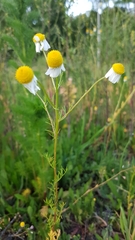 Anthemideae