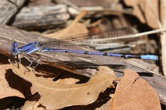 Argia munda