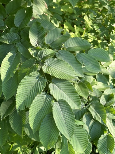Image of Sawa Hornbeam (Carpinus cordata) by (c) Tatyana Petrenko, some rights reserved (CC BY)