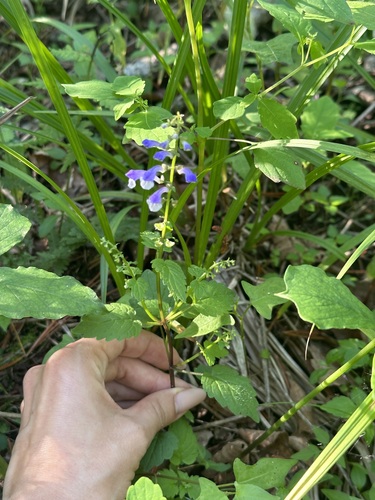 Alpine dentate skullcap (Scutellaria pekinensis)