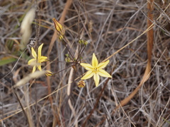 Triteleia ixioides ixioides
