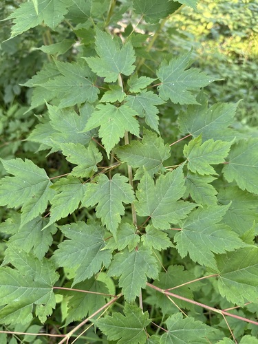 Image of Acer barbinerve by (c) Tatyana Petrenko, some rights reserved (CC BY)
